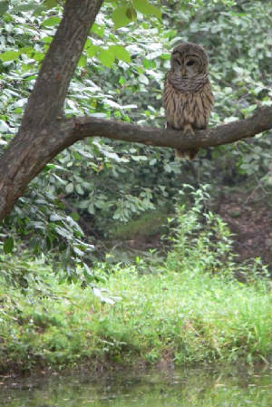 BarredOwlBranch.jpg