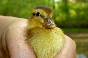 Bduckling.jpg