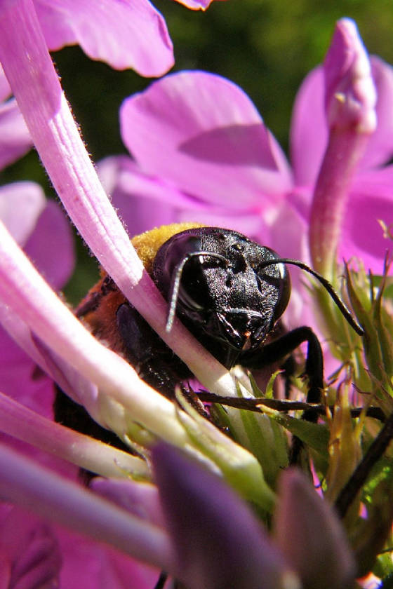 BeeonPhlox.jpg