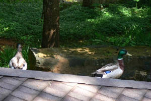 DucksMBRoof.jpg