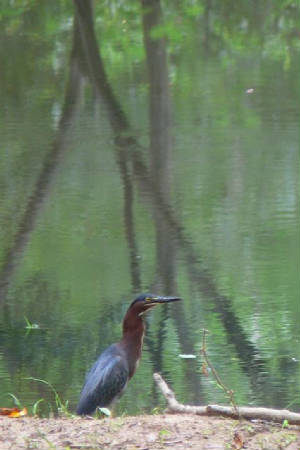 GreenHeron3p.jpg