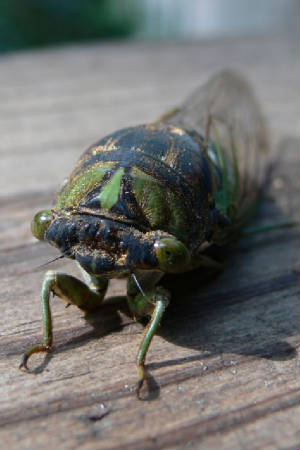 cicada.jpg