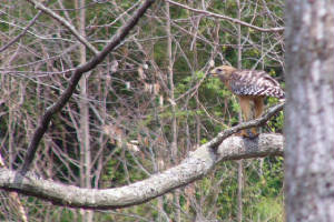 hawklunch.jpg