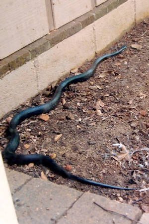 ratsnake.jpg