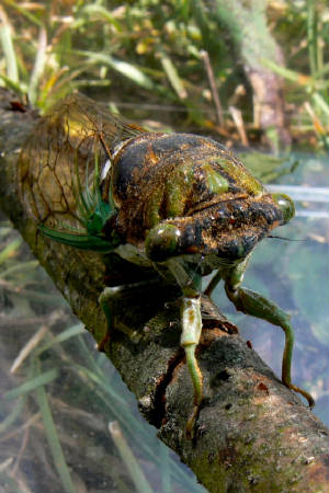 August2009/Cicada2.jpg