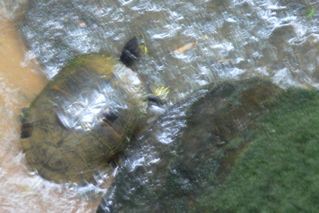 CooterBlur.jpg